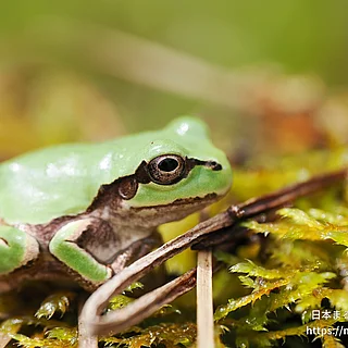 ヒガシニホンアマガエルの写真