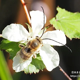 ニッポンヒゲナガハナバチ（成虫）の写真