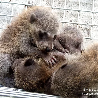 アライグマの写真