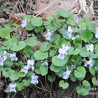 アオイスミレ（花）の写真
