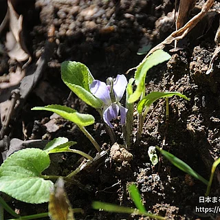 エゾアオイスミレ（花）の写真