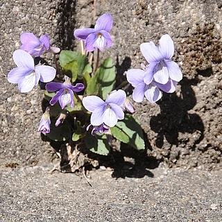 コスミレ（花）の写真