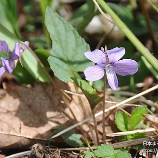 サクラスミレ（花）の写真