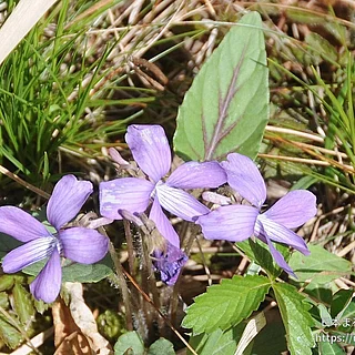 チシオスミレ（花）の写真