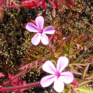 ヒメフウロ（花）の写真