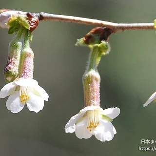 チョウジザクラの写真