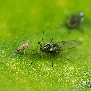 クワイクビレアブラムシ（成虫）の写真