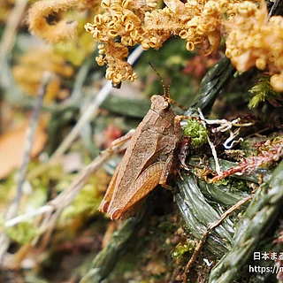 コバネヒシバッタ（成虫）の写真