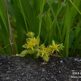 コモチマンネングサ（花）の写真