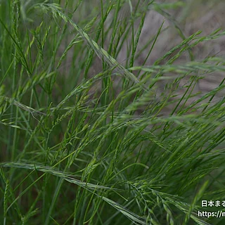 ナギナタガヤの写真