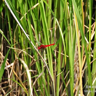 ショウジョウトンボ（成虫）の写真