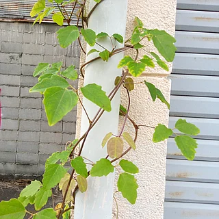 ミツバアケビの写真