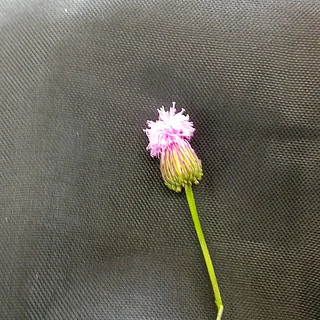 キツネアザミの写真