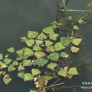 ヒシの写真