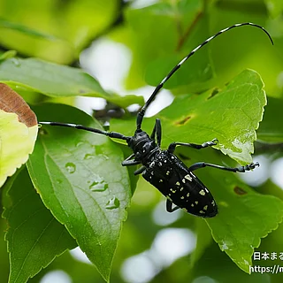 ゴマダラカミキリ（成虫）の写真