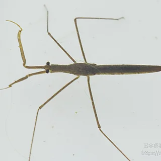 ミズカマキリ属の写真