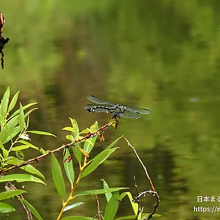 ウチワヤンマ（成虫）の写真