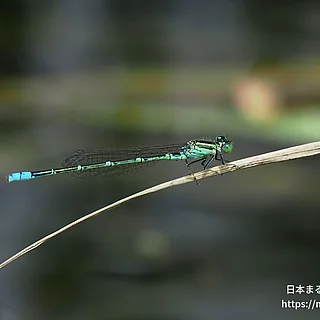 セスジイトトンボ（成虫）の写真