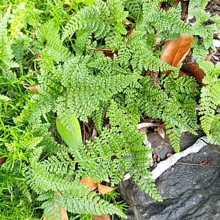 トキワシノブ（花・実以外）の写真