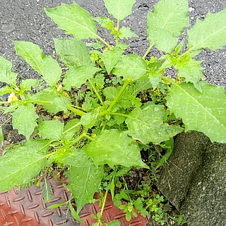 ヒメセンナリホオズキ（花）の写真
