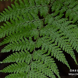 コバノイシカグマ（花・実以外）の写真