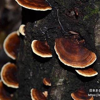 レンガタケ（花・実以外）の写真