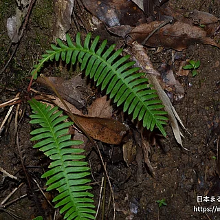 シシガシラ（花・実以外）の写真