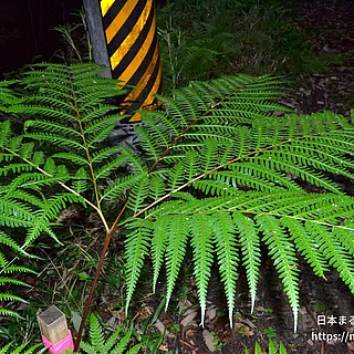 ナチシダ（花・実以外）の写真