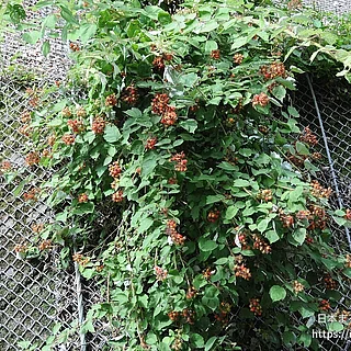 エビガライチゴ（実・種子）の写真