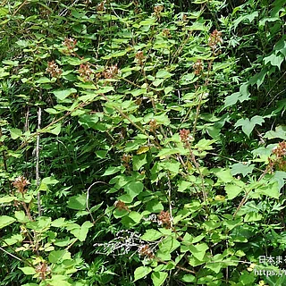 エビガライチゴ（花）の写真