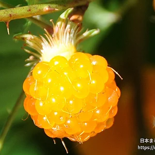 モミジイチゴの写真