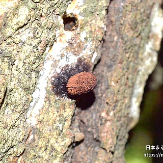 サビムラサキホコリ（花・実以外）の写真