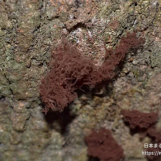 アメーバ動物門（花・実以外）の写真