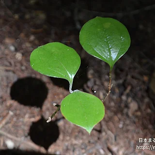 サルトリイバラ（花・実以外）の写真