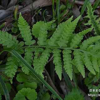 シケシダ（花・実以外）の写真