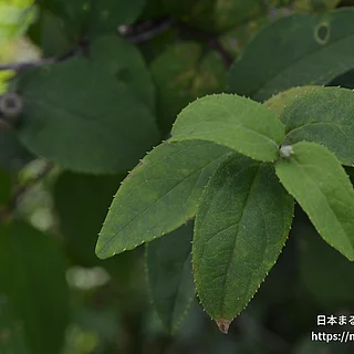 ウツギ（実・種子）の写真
