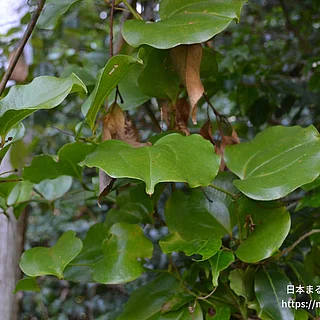 サルトリイバラ（実・種子）の写真