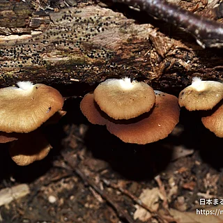 イタチナミハタケ（花・実以外）の写真