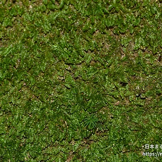 ヒラハイゴケ（花・実以外）の写真