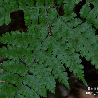 ホソバナライシダ（花・実以外）の写真
