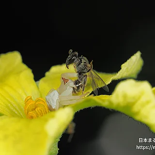 アズチグモ（成体）の写真