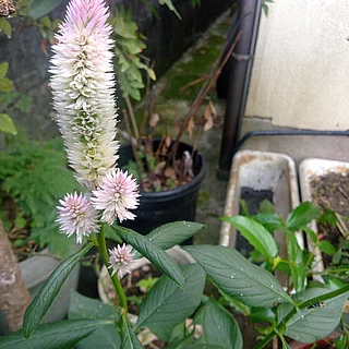 ノゲイトウの写真