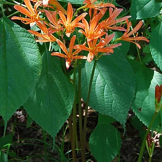 キツネノカミソリ（花）の写真