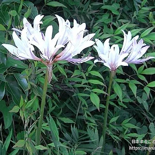 インカルナータ（花）の写真