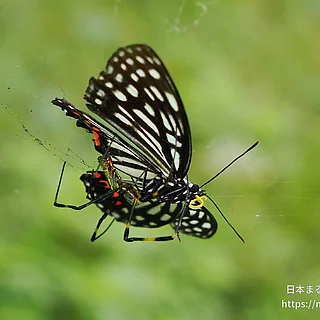 アカボシゴマダラ（成虫）の写真