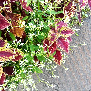 ユキハナソウの写真