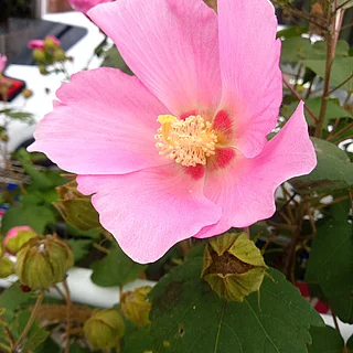 フヨウ（花）の写真