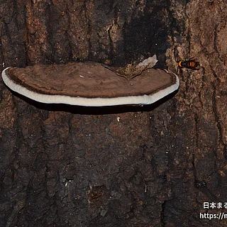 コフキサルノコシカケ（花・実以外）の写真
