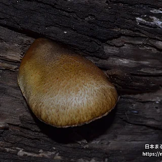 ムキタケ（花・実以外）の写真