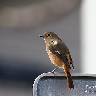 ジョウビタキの写真